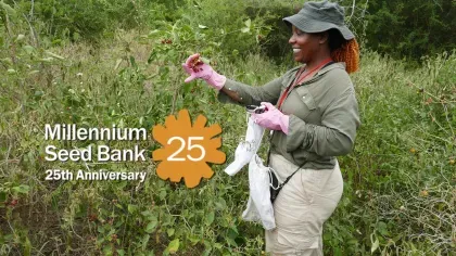 A woman makes a seed collection from a fruiting plant