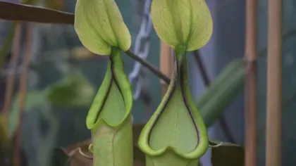 Two large green carnivorous pitcher plants with open mouths