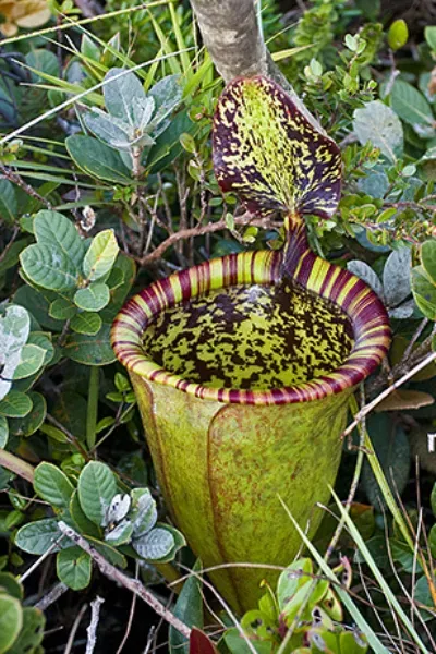 The lower pitcher of Nepenthes attenboroughii showing the striped lip, green cup and upright lid