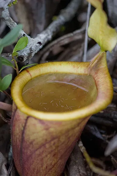 A green yellow pitcher of Nepenthes attenboroughii with small mosquito larvae in the liquid inside