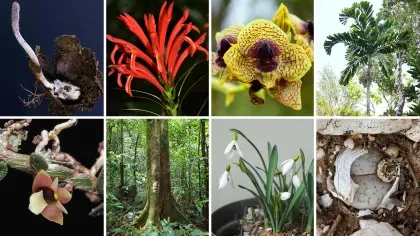 A collection of species of different shapes and sizes