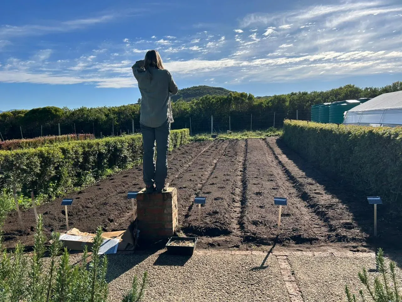 Person standing on a brick platform taking a photo of a freshly planted experimental plot surrounded by hedges and water tanks under a blue sky