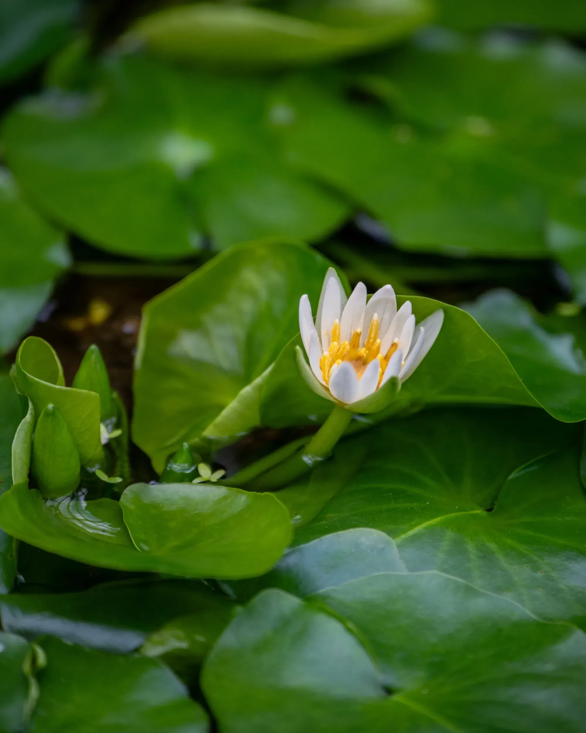 A flower of a pygmy Rwandan waterlily (Nymphaea thermarum)
