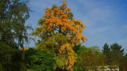 The 'Old Lion' maidenhair tree (Ginkgo biloba) at Kew with yellow and green leaves