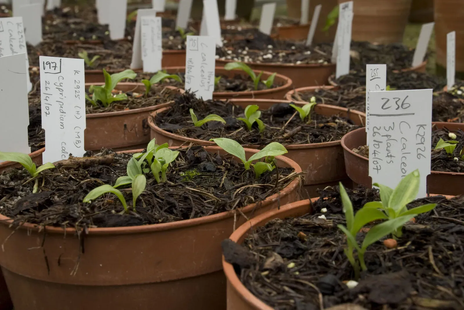 Young Cypripedium calceolus (lady’s slipper orchid) seedlings growing in small pots.