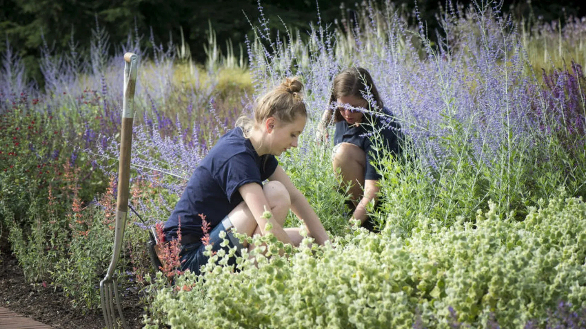 A pair of people working in a large group of colourful plants