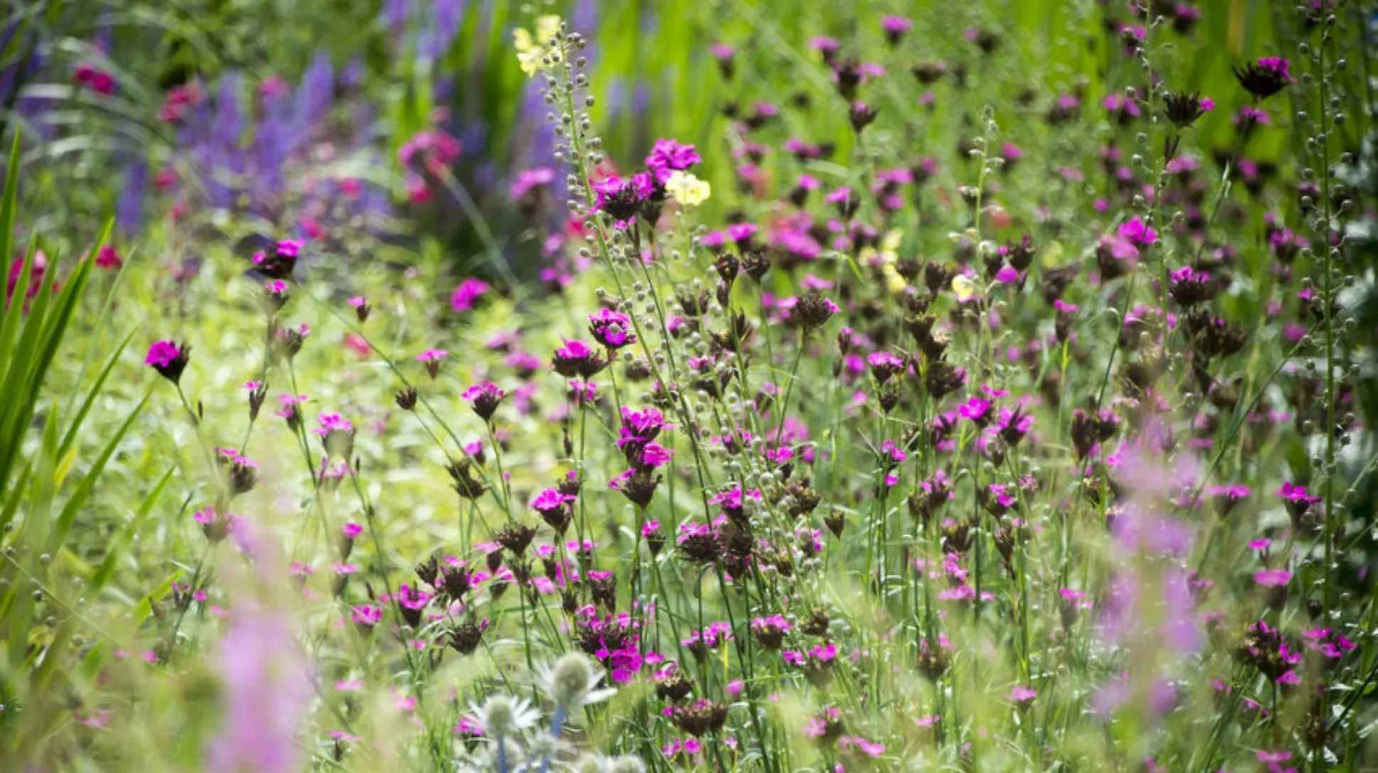 A large group of colourful wildflowers 
