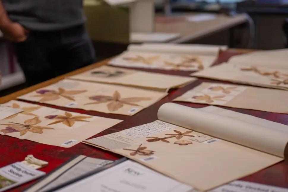 Two staff at Kew lean over and look at orchid specimens on table
