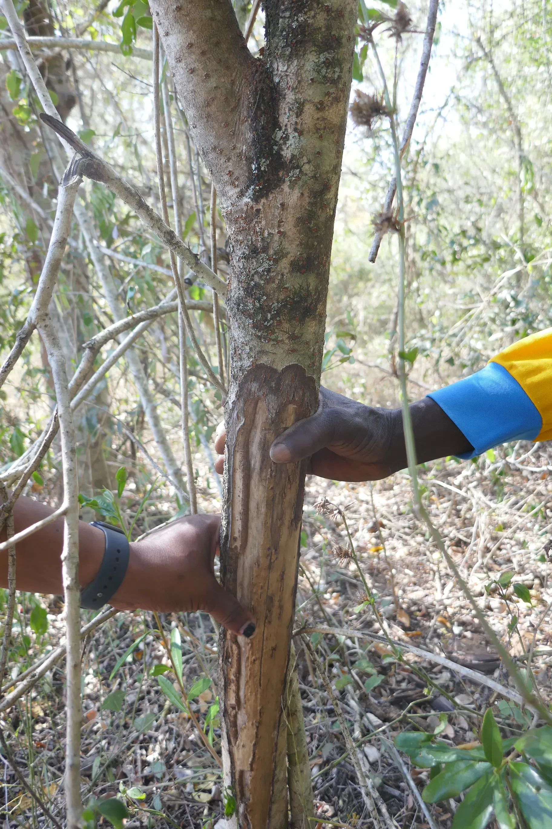 Two people touch the trunk of a tree that has been stripped of its bark