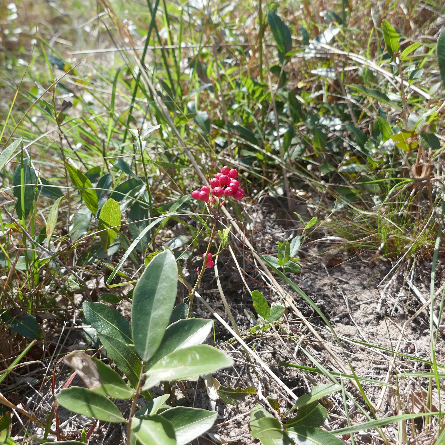 A small plant grows just cm from the ground but holds many red fruits