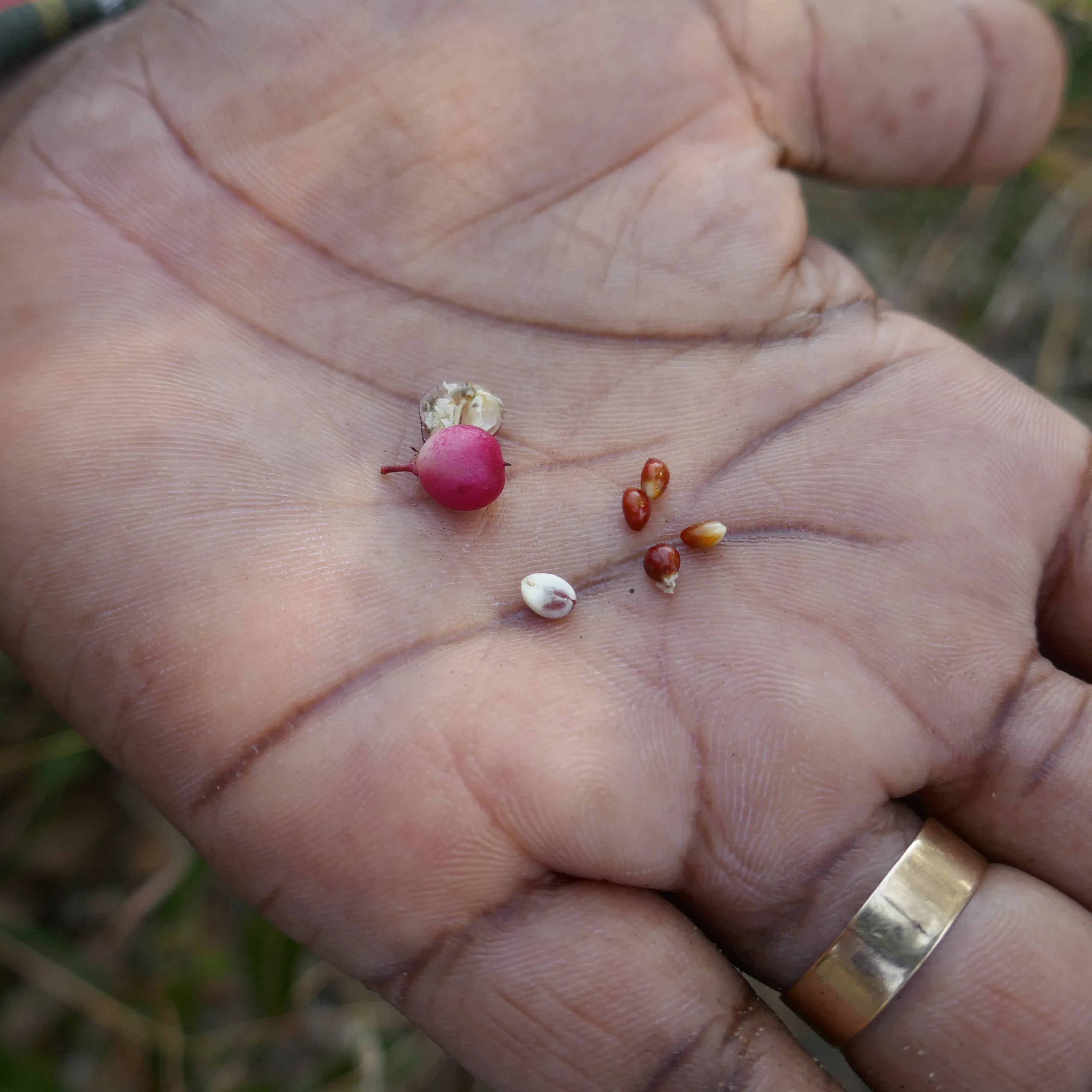 Tiny fruit and seeds held in the palm of a hand