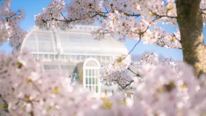 Image of a cherry blossom tree on a sunny day, with the Palm House in the background