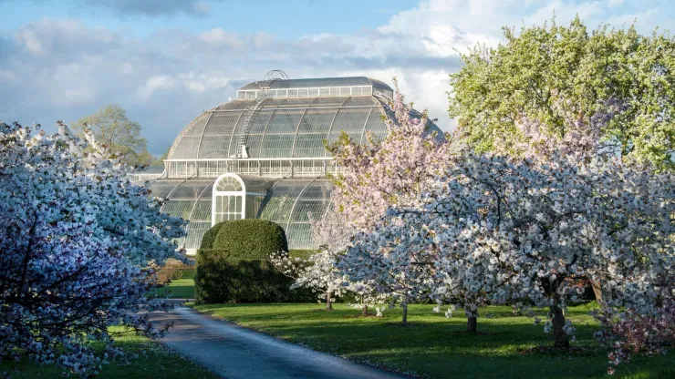 Kew Gardens iconic palm house in spring time