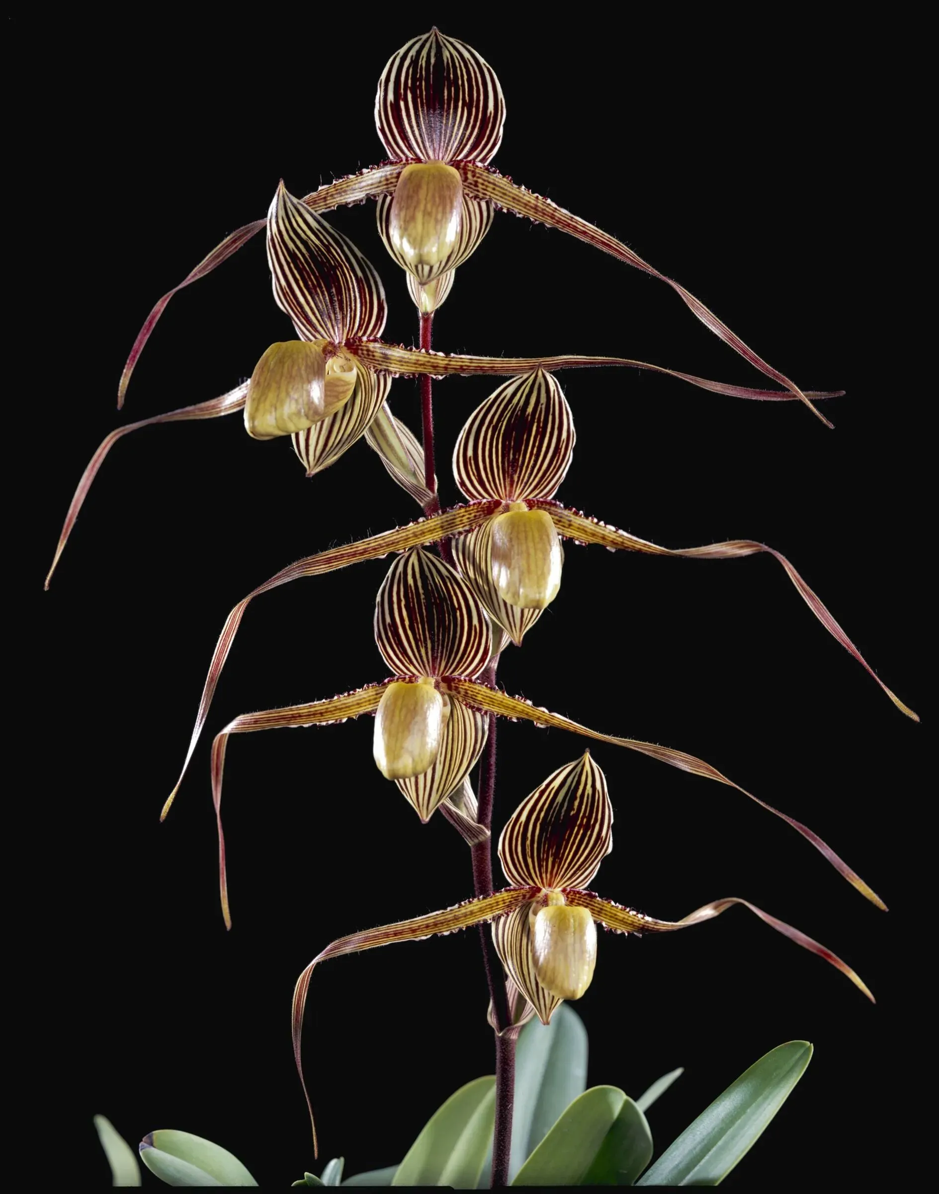 Rothschild’s slipper orchid (Paphiopedilum rothschildianum) with long, striped petals and a dramatic pouch-shaped bloom set against a dark black background.