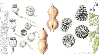 Pen and Ink Botanical Sketchbook © Copyright Lucy T Smith