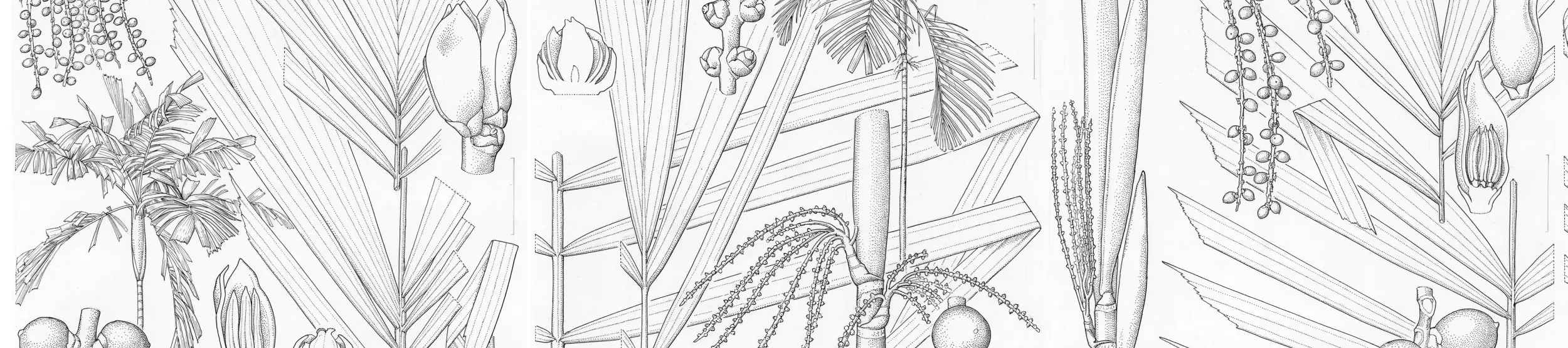 Black and white botanical illustration of New Guinea palm species, depicting detailed leaves, flower buds, seed clusters, and cross-sections of fruit