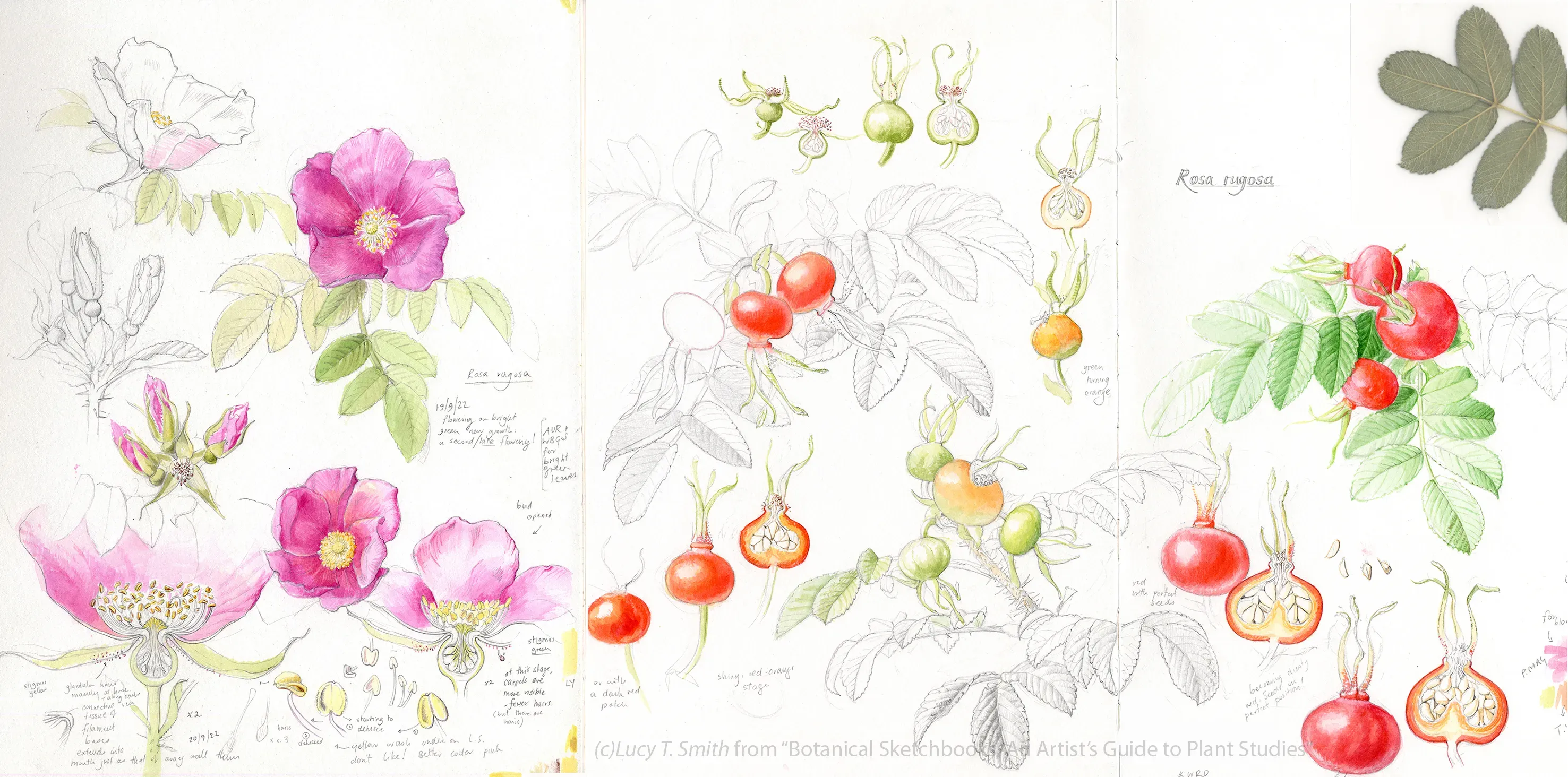 Botanical illustration of Rosa rugosa with pink flowers, green leaves, and red-orange rose hips in pencil and watercolor.