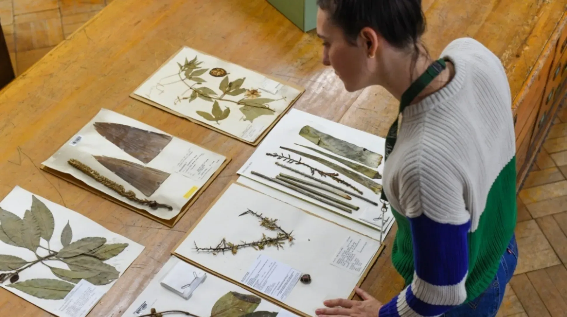 Person looks at plant specimens that on a table in Kew's Herbarium.