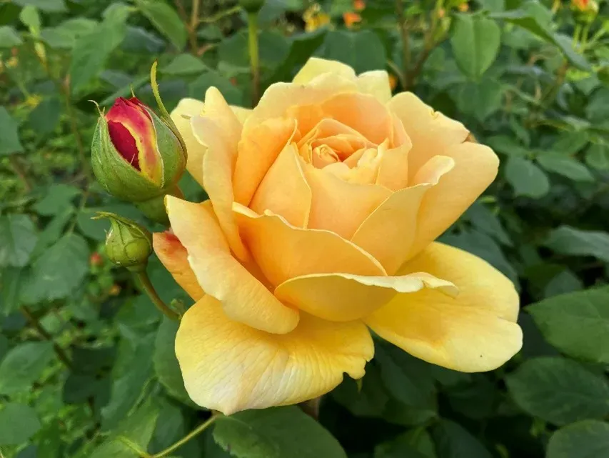 Rosa ‘Golden Celebration’, Rosids Room II, Evolution Garden
