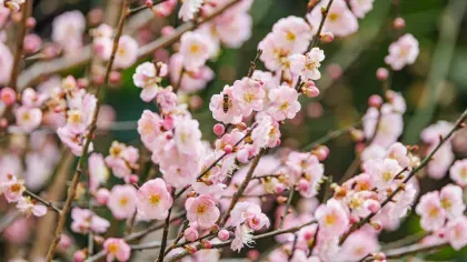 A number of bright pink plum blossoms growing on a tree with a small honeybee in one flower