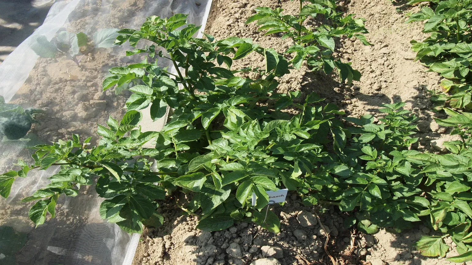 A green leafy potato plant 