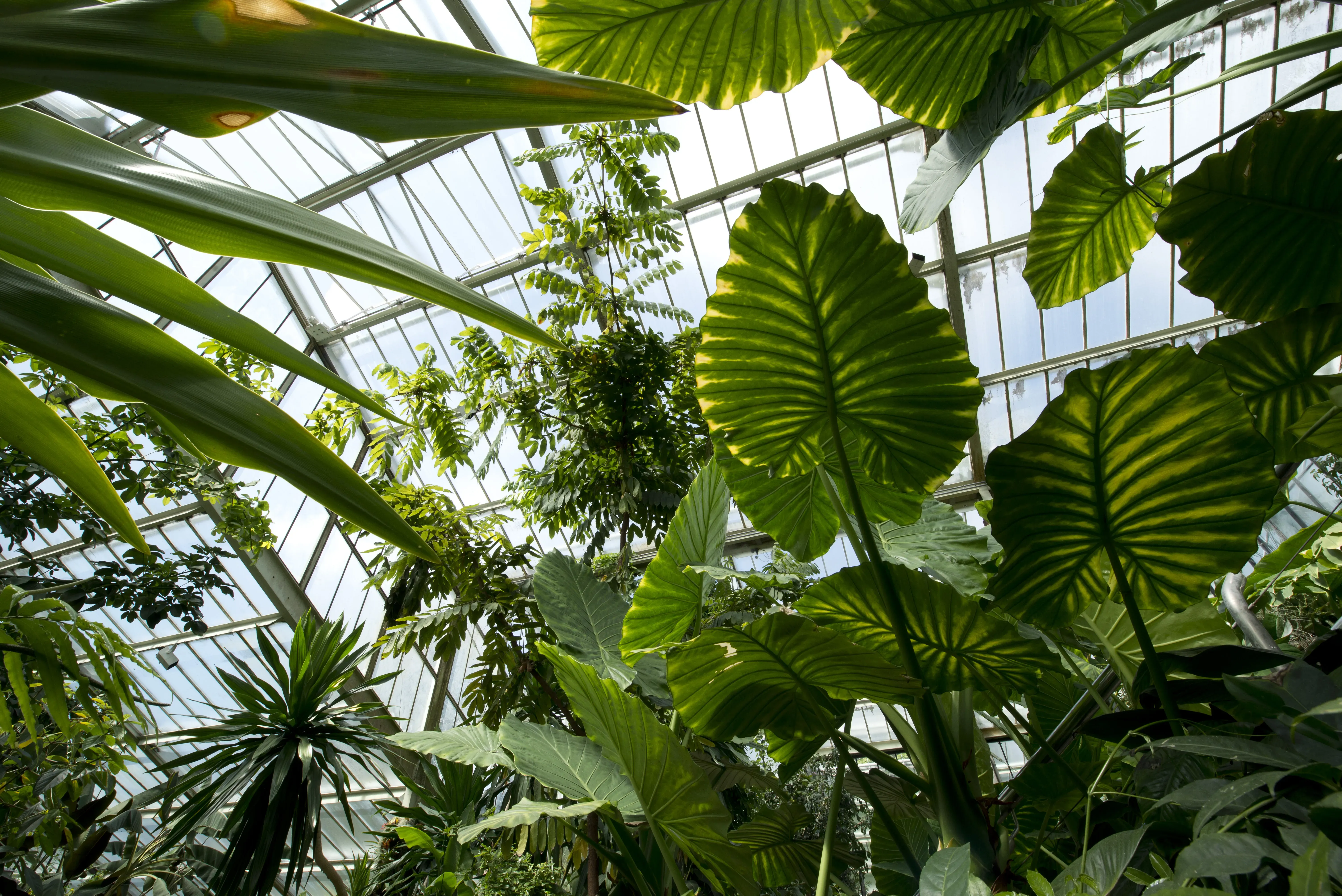 The Princess of Wales Conservatory 