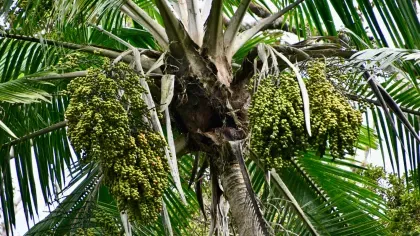 The crown of an endangered Ravenea moorei palm tree with green spherical fruit