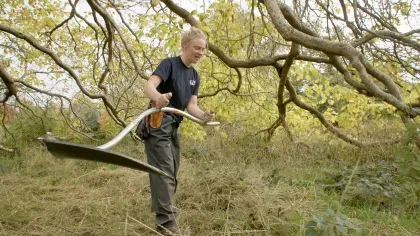 A Kew Horticulturist using a scythe to cut grass beneath a tree