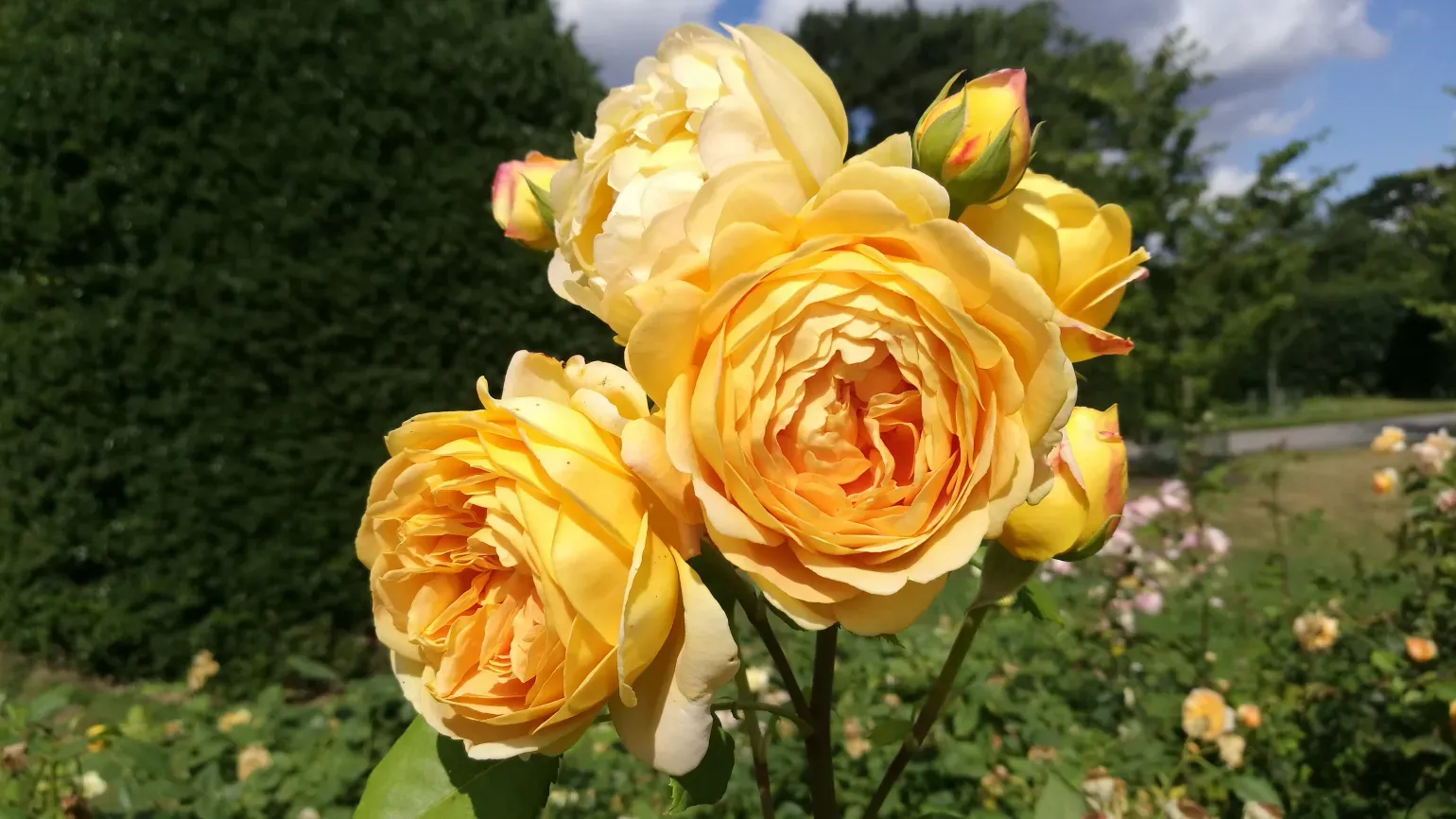 Yellow flowers of Rosa 'Golden Celebration'