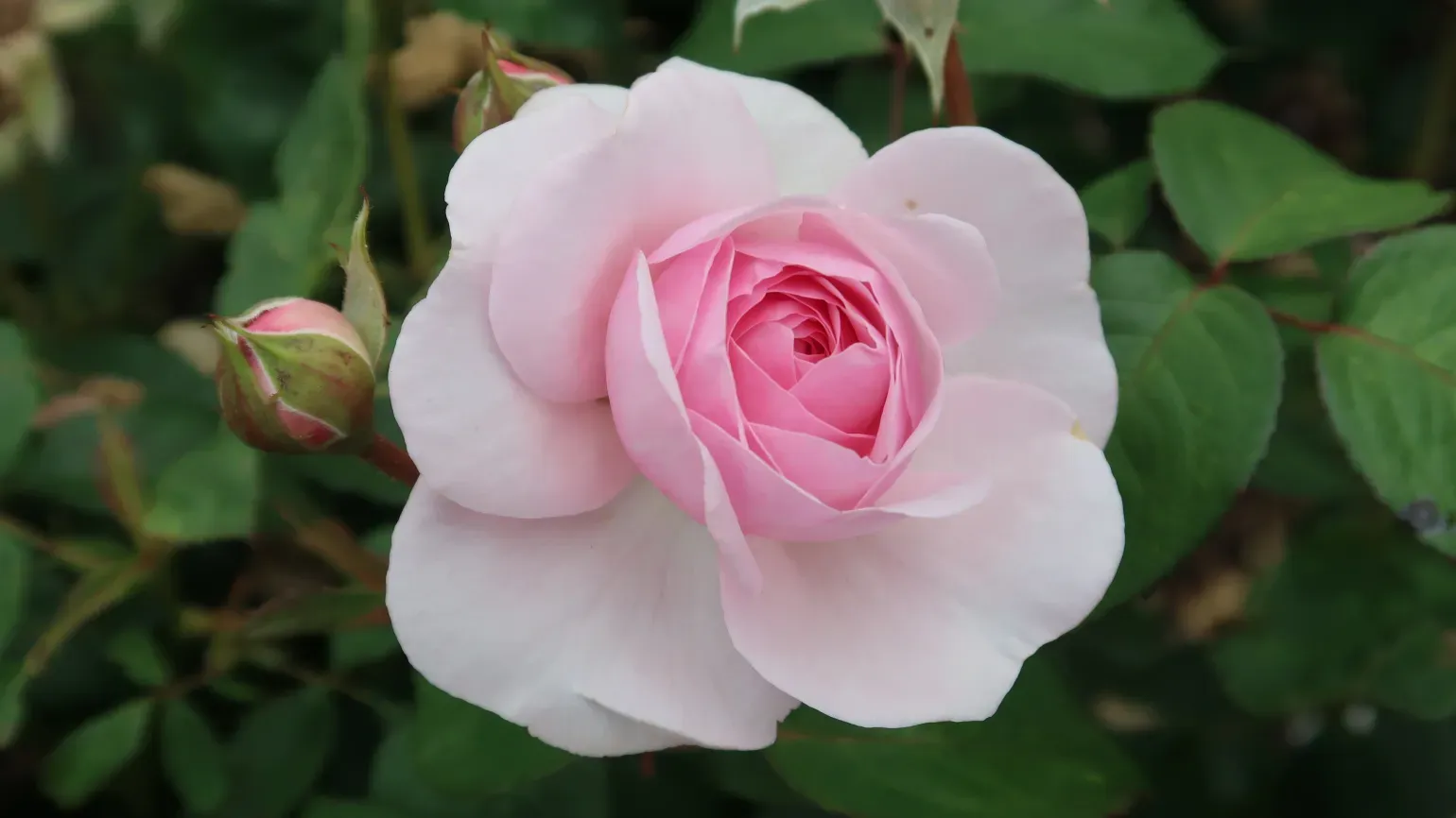 LIght pink flower of Rosa 'Olivia Rose Austin'