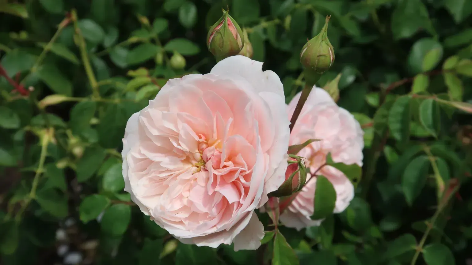Very pale pink flowers of Rosa 'Wisley 2008'