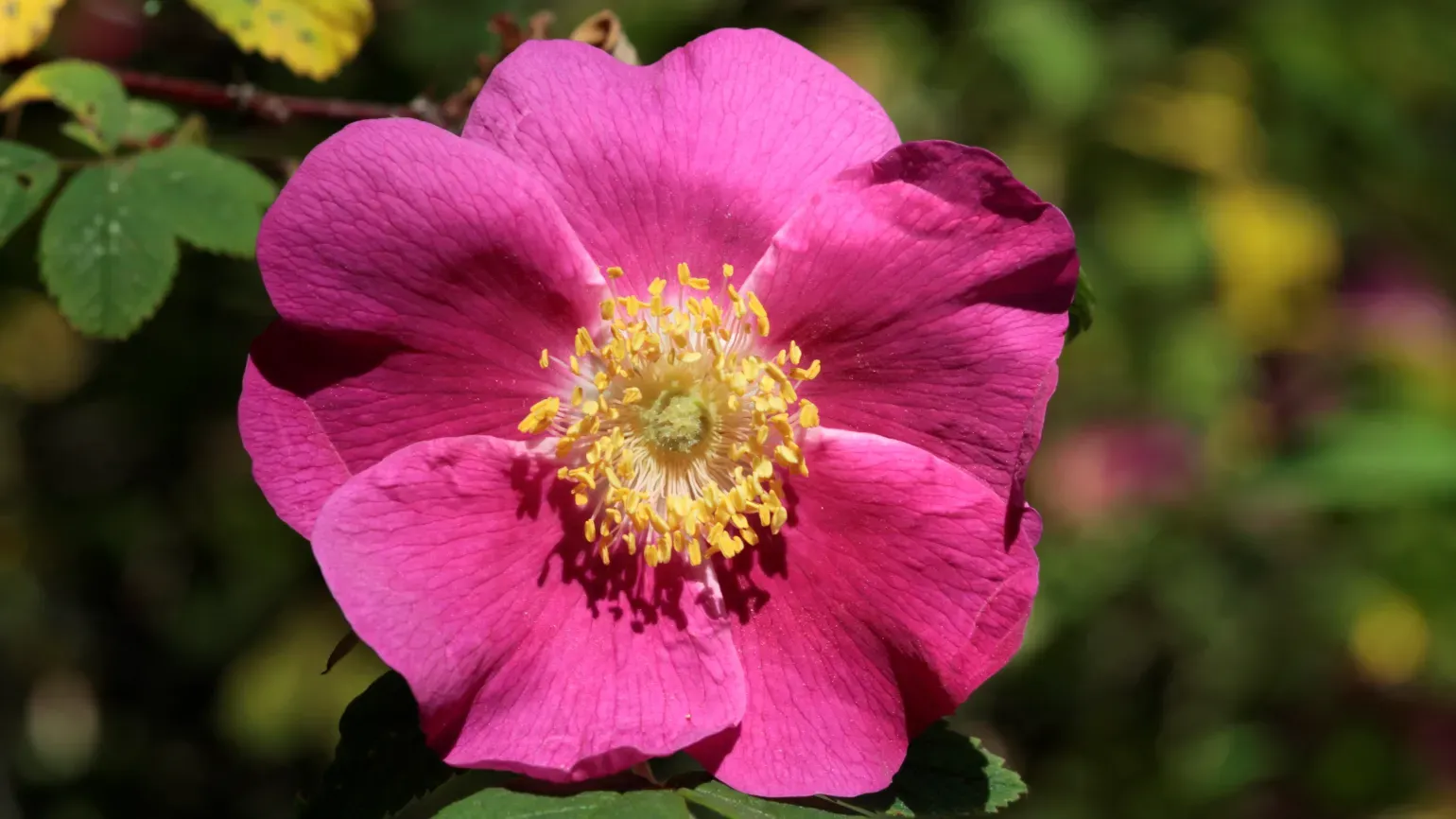 Deep pink flower of Rosa amblyotis