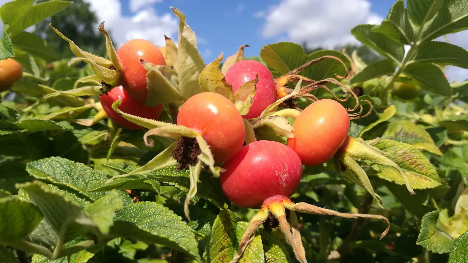 Rounded, red hips of Rosa rugosa 'Alba'