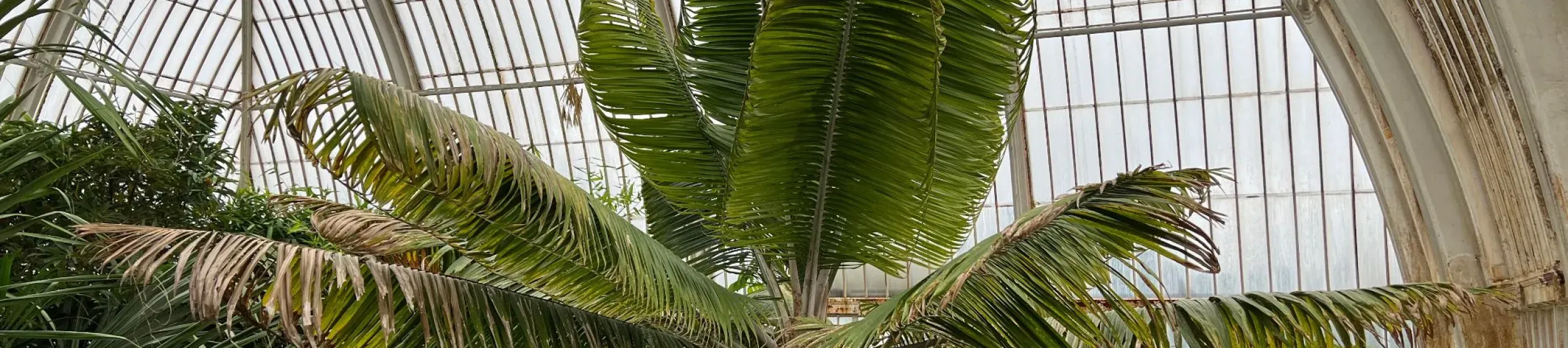 A large green crown of an endangered ravenea moorei growing in the palm house of Kew gardens
