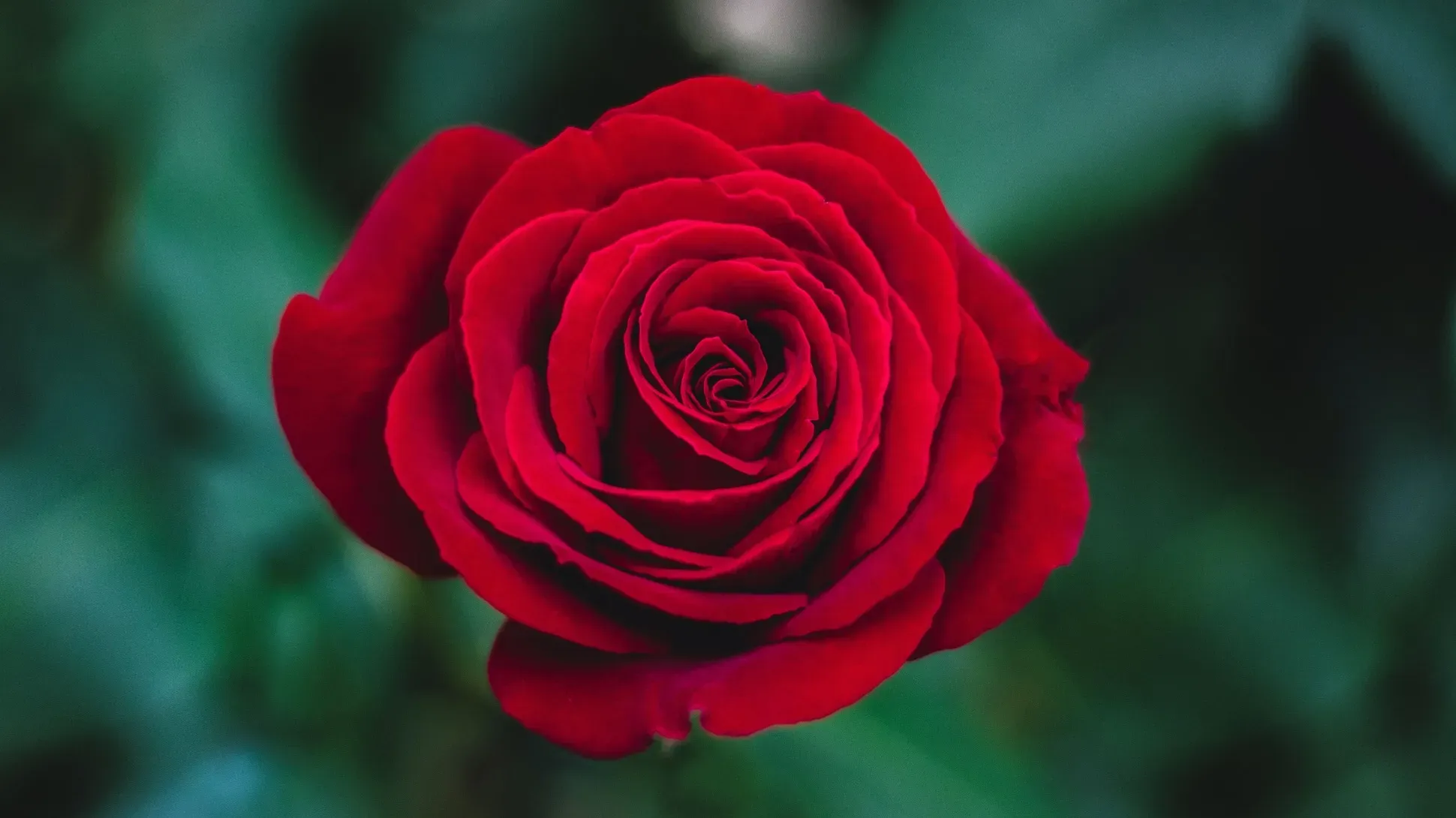 A close up shot of a deep red rose flower