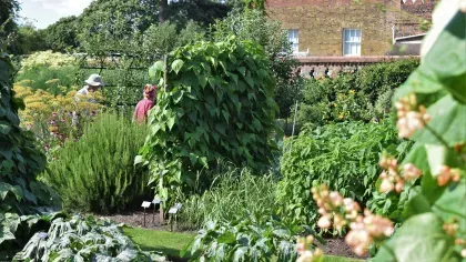 Kitchen Garden