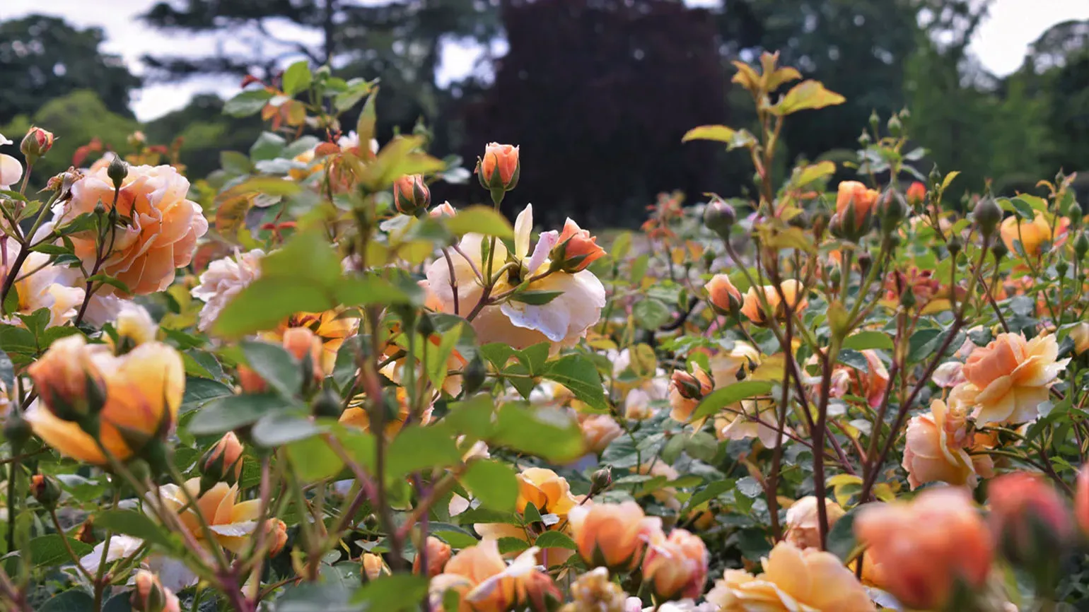 Colourful roses in the Rose Garden