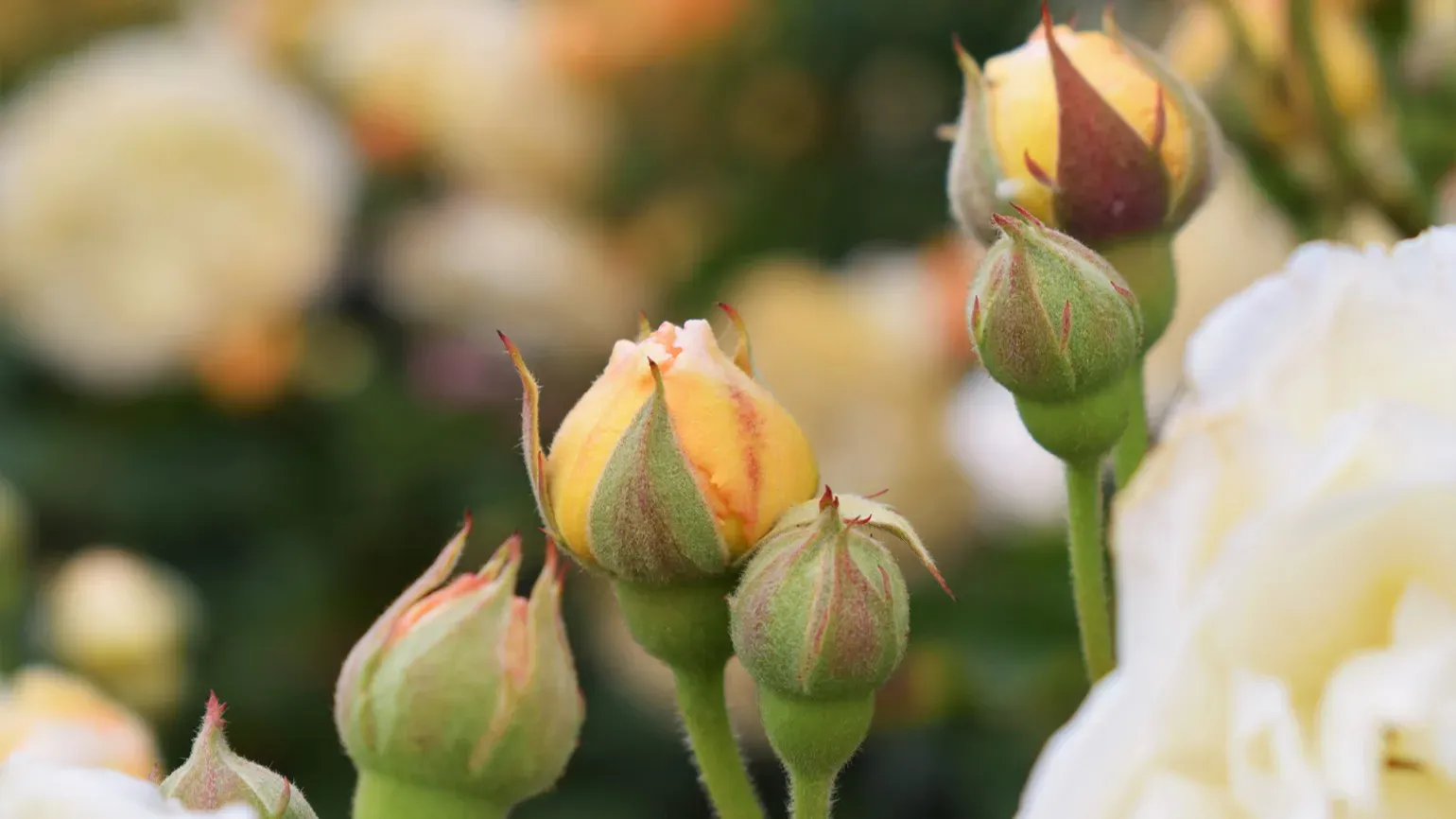 Rose 'Crown Princess Margareta'