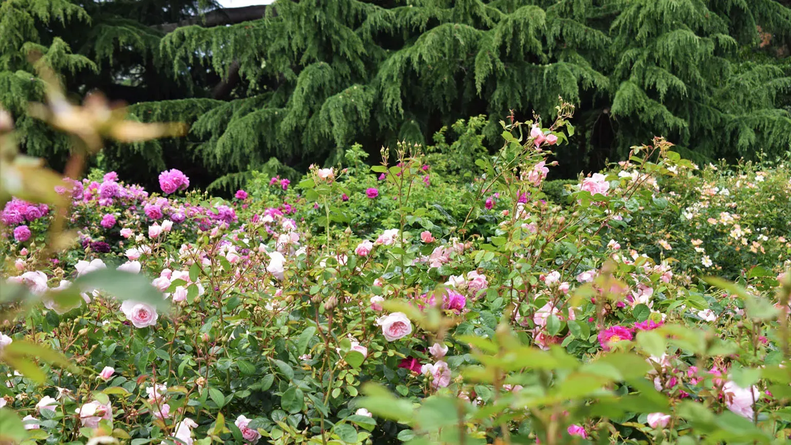 Rose Garden 