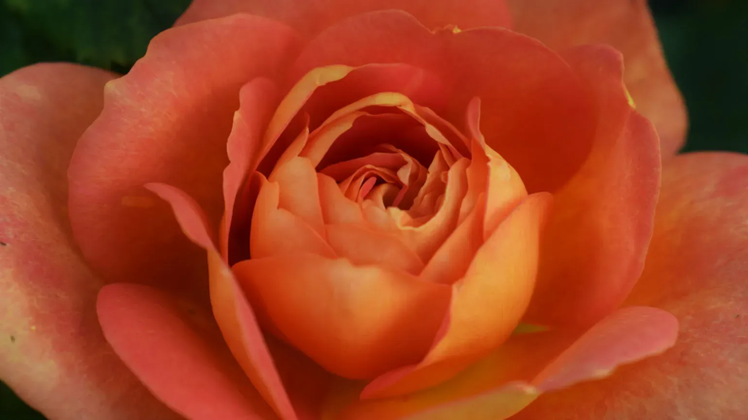 'Lady of Shallot' rose in the Rose Garden