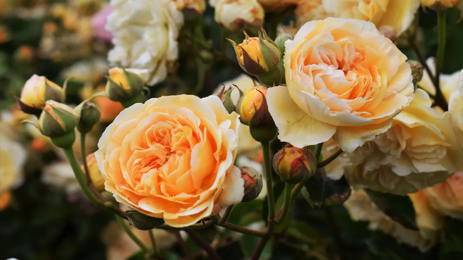 Peach coloured, yellowy flowers of Rosa 'Crown Princess Margareta'