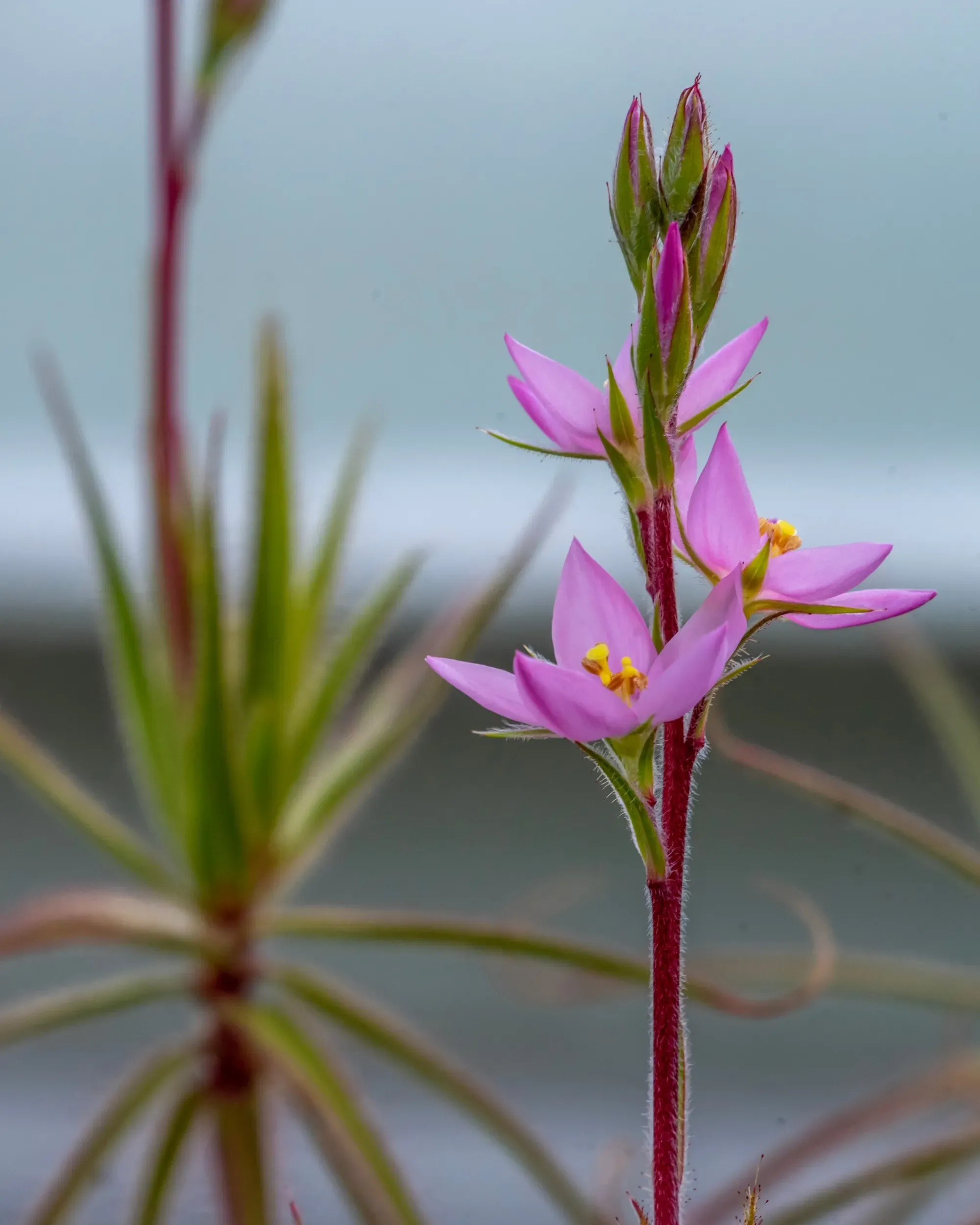 Open flowers on a stem of flycatcher bush (Roridula gorgonias)
