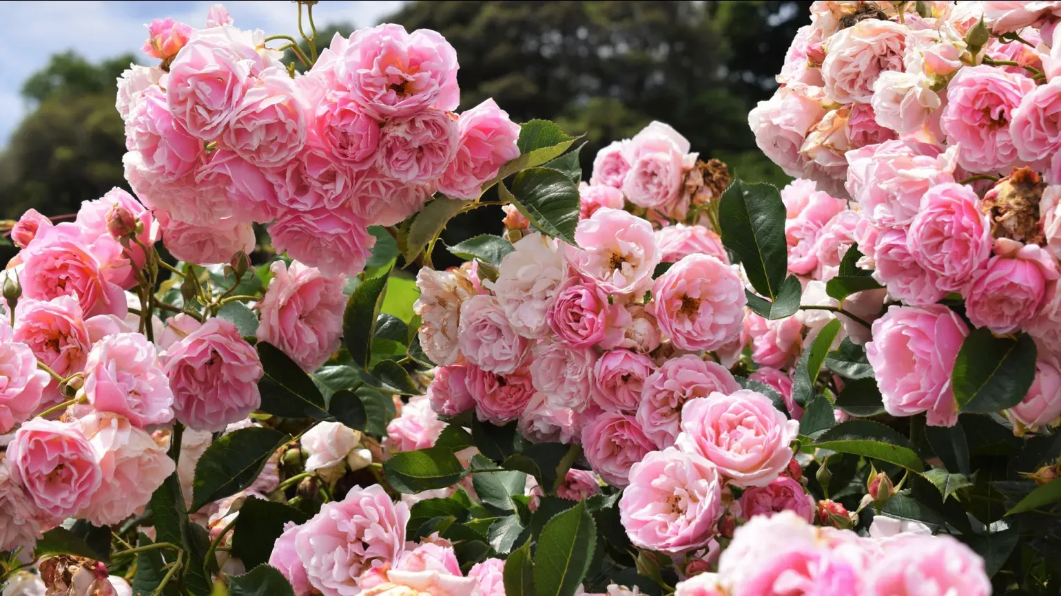 Light pink flowers of Rosa 'Felicia'