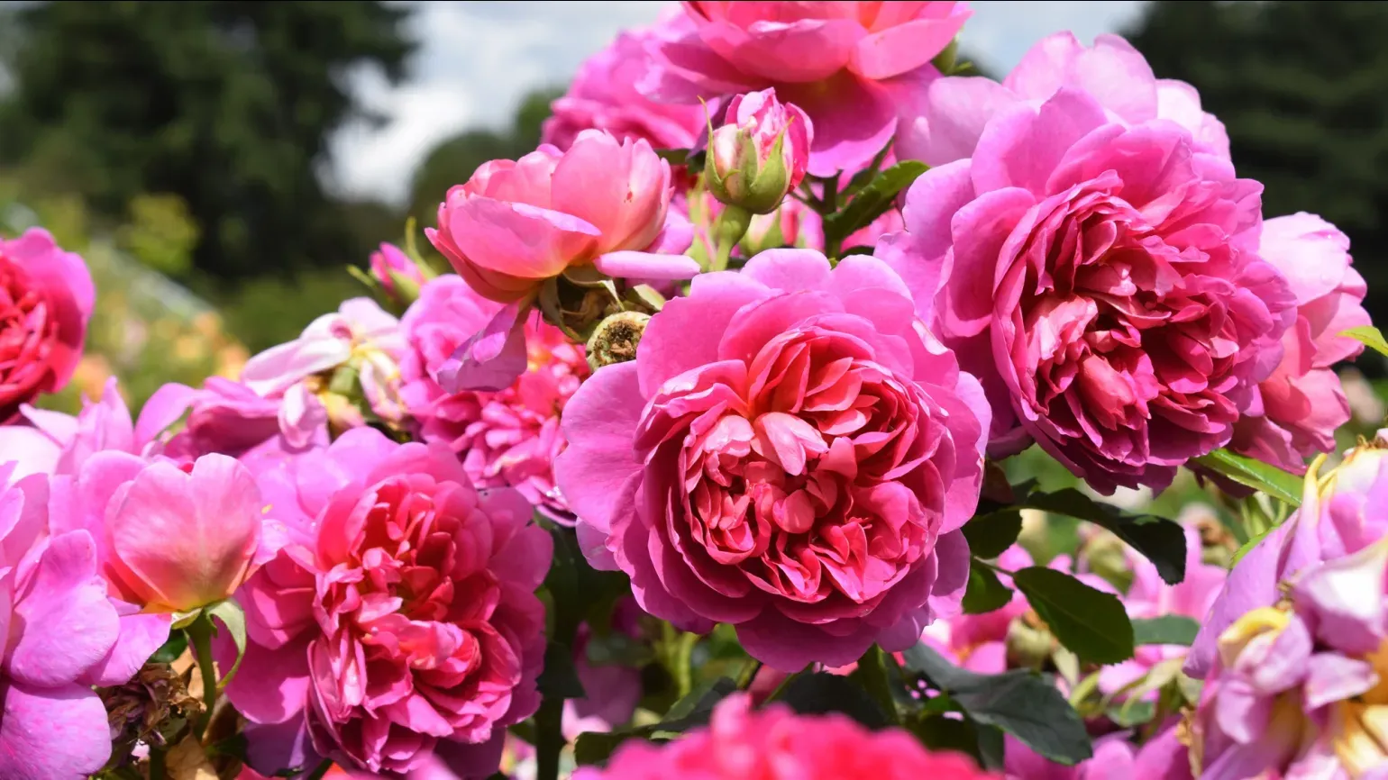 Deep pink flowers of Rosa 'Princess Anne'