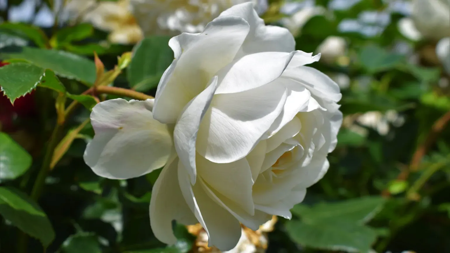White flower of Rosa 'Tranquility'