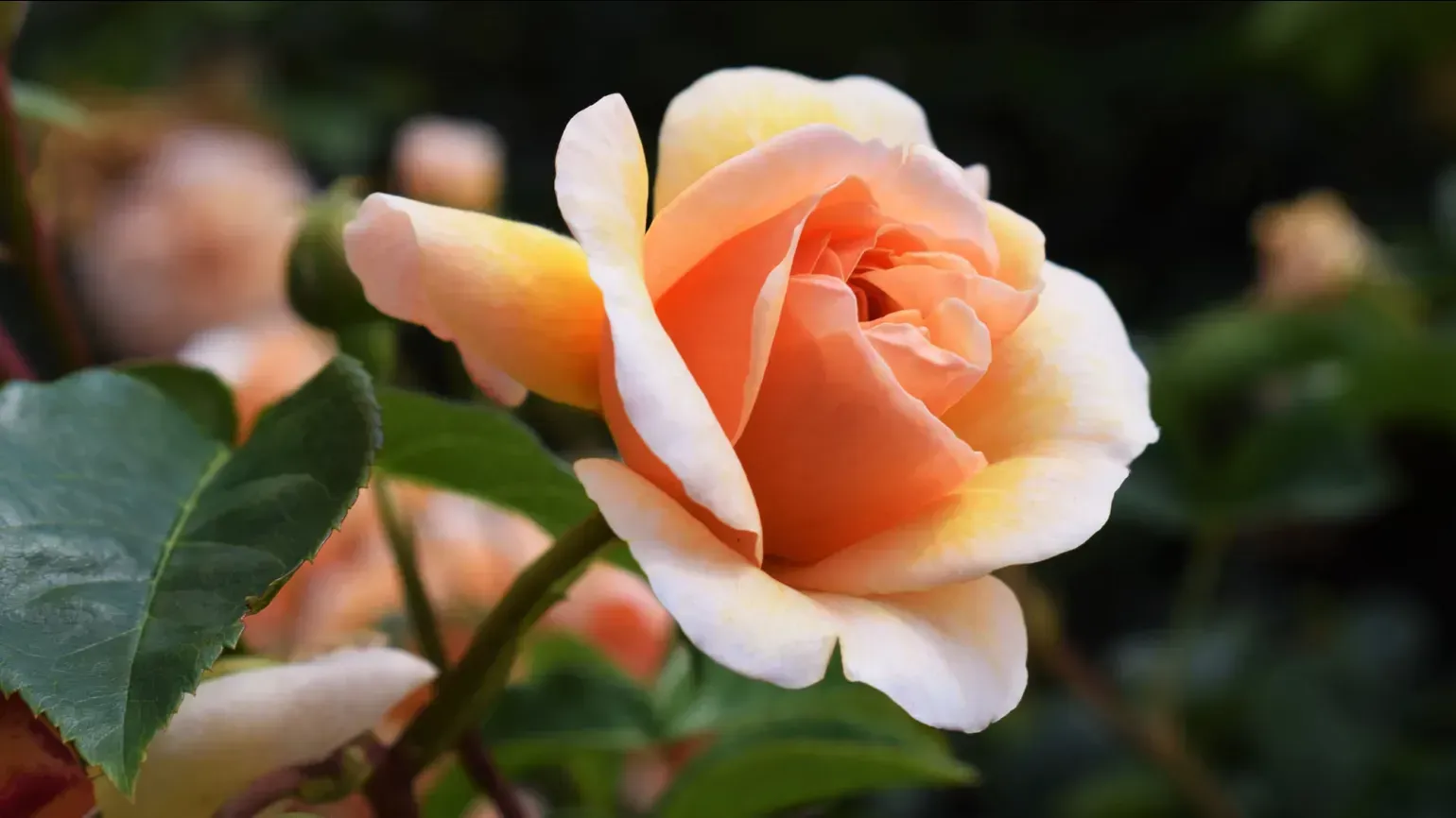 Peach coloured flower of Rosa 'Port Sunlight'
