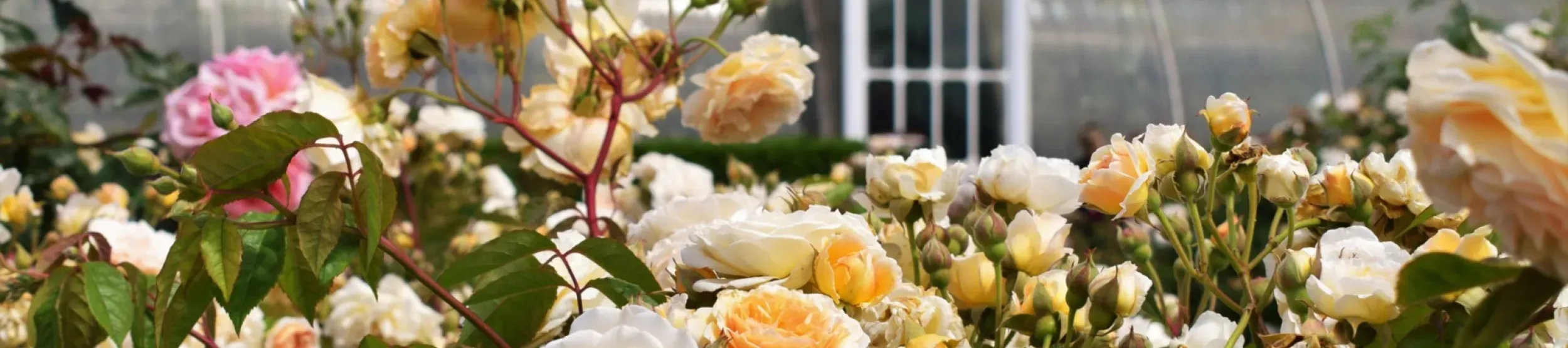 Pink and white roses in the Rose Garden