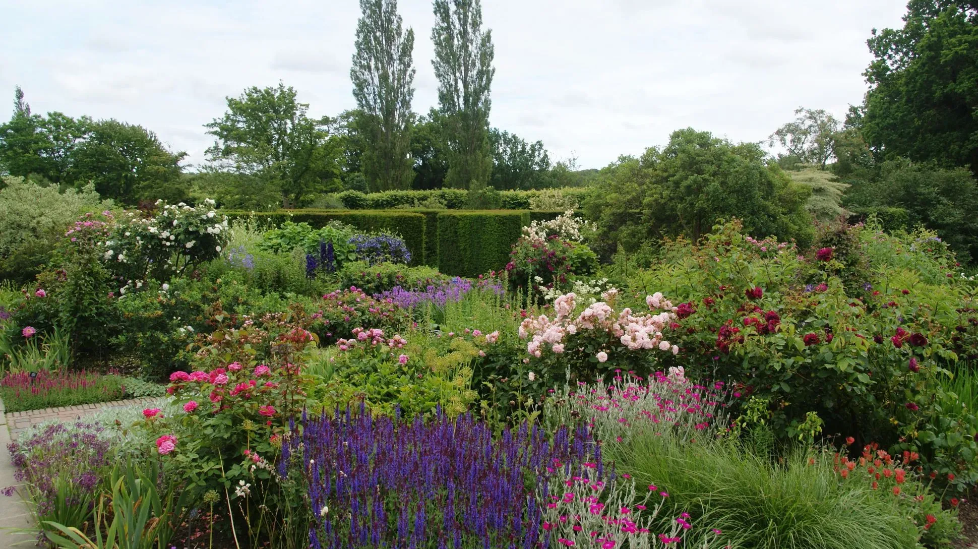 A colourful garden full of roses