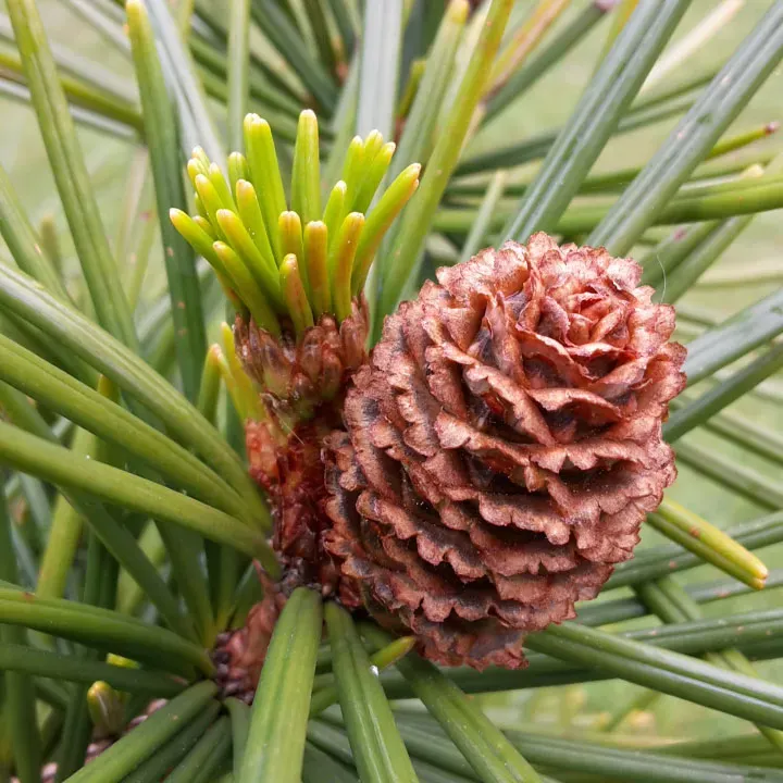 Sciadopitys verticillata.
