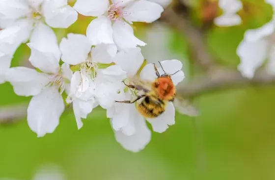 Bumblebee on white blossoms